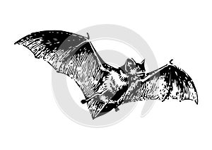 Drawing of a bat with a white background photo