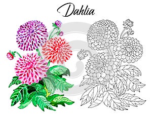 Drawing of beautiful dahlia flower