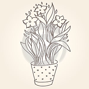 Drawing of beautiful narcissus flower in the pot