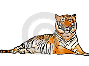 Drawing Bengal Tiger locking or big cat