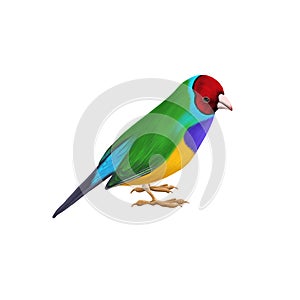 drawing bird, Gouldian finch