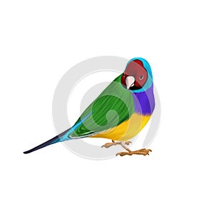 drawing bird, Gouldian finch