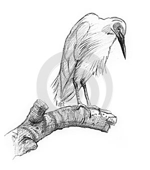 Drawing of a bird on a limb