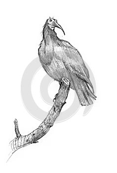 Drawing of a bird on a limb