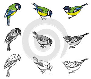 Drawing of a bird of a titmouse photo