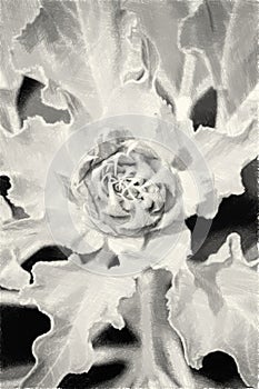 Drawing black and white of bud sunflower