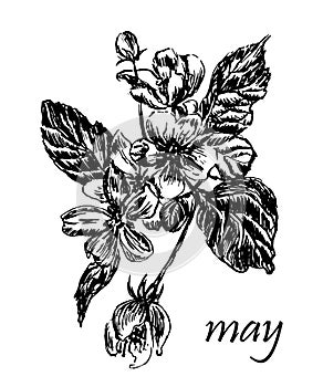 Drawing of blooming apple tree branches with buds and leaves, hand-drawn illustration