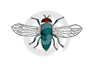 Drawing of Blue bottle Fly with a white background
