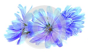 Drawing blue chicory flower isolated on white