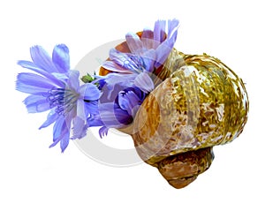 Drawing blue chicory flower in the shell isolated on white