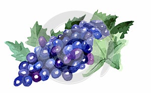 Drawing blue grapes with leaves, wine