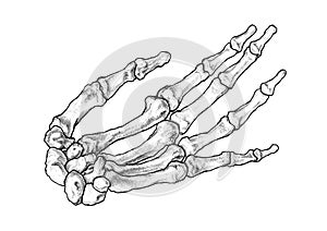 Drawing Of The Bones Forming The Left Human Hand