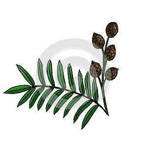 drawing branch of calamus isolated at white background