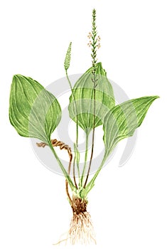 Drawing of a Broadleaf plantain Plantago major plant