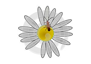 Drawing of Bug on a flower with a white background