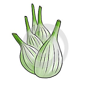 drawing bulb of fennel isolated at white background