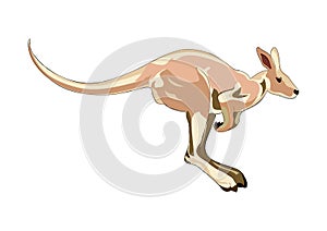 Drawing of Canguro white background photo