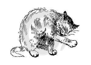 Drawing of Cat washing white background photo