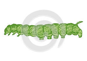Drawing of caterpillar with white background photo