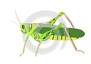 Drawing of cavalletta with white background