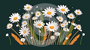 Drawing chamomile flowers vector