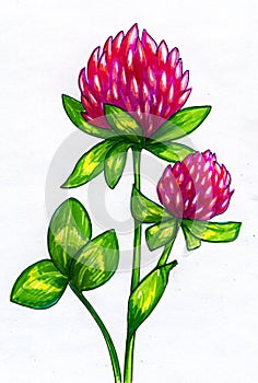 Drawing of clover flowers photo