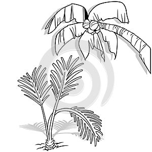 Drawing of Coconut Palm and Ground Palm as a Set