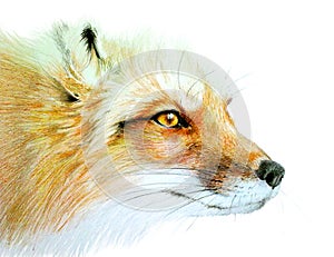 Drawing color portrait of a fox. Wild foxy on white background.