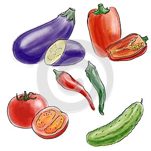 drawing color sketch of different vegetables at white background