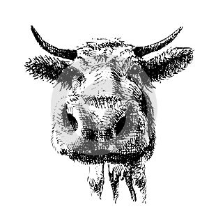 Drawing of cow in black and write, graphic