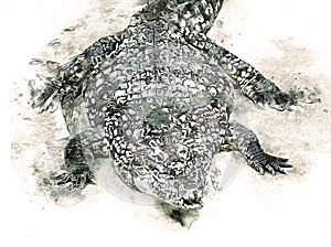 Drawing of crocodile - hand sketch of reptile, art illustration for design