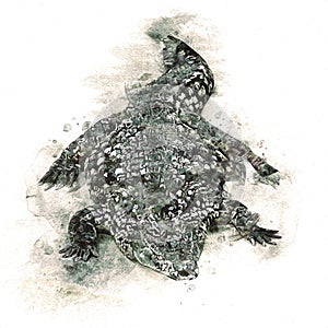 Drawing of crocodile - hand sketch of reptile, art illustration for design