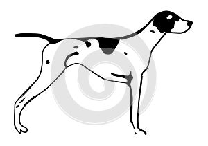 Drawing of dalmata dog with white background