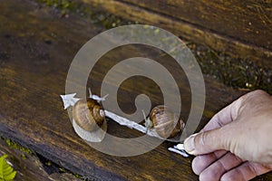 Drawing Direction For Snails
