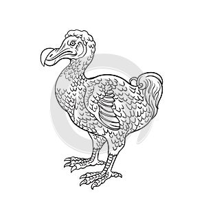 Drawing of Dodo dront - hand sketch
