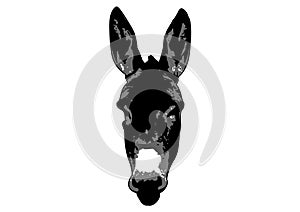 Drawing of Donkey head with white background