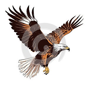 a drawing of an eagle flying with its wings spread out and talons extended to the side of the body of the bird, with a white