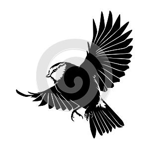 Drawing elements of flying birds on white background .Vector