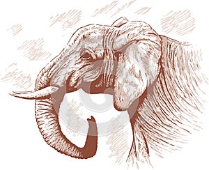 Drawing of Elephant.