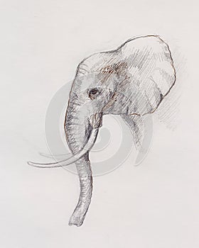 Drawing of an elephant, profile drawing with lines and shades.