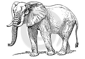 Drawing of Elephante with white background