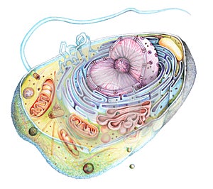 Eukaryote Cell section drawing photo