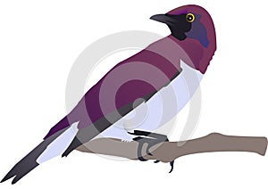 Drawing of Exotical Bird with white background