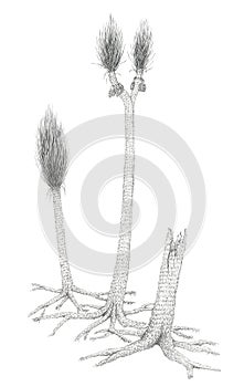 Drawing of a extinct Carboniferous tree-like plants Sigillaria