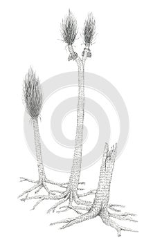 Drawing of a extinct Carboniferous tree-like plants Sigillaria photo