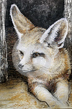 Drawing fennec fox