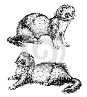 Drawing of ferret