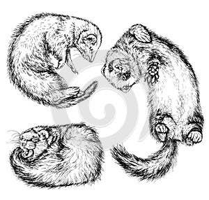 Drawing of ferret