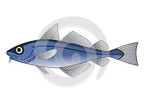 Drawing of Fish with white background