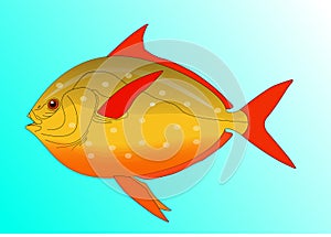 Drawing of Fish with white background
